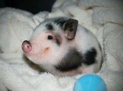 Lagi Sedih? Lihat Kumpulan Hewan Ini Jadi Ikutan Senyum