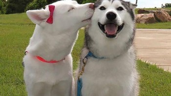Duh! mesra banget sepasang anjing ini. Foto: Boredpanda