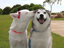 Lagi Sedih? Lihat Kumpulan Hewan Ini Jadi Ikutan Senyum