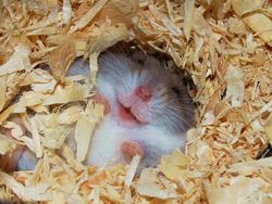 Lagi Sedih? Lihat Kumpulan Hewan Ini Jadi Ikutan Senyum