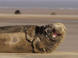 Lagi Sedih? Lihat Kumpulan Hewan Ini Jadi Ikutan Senyum