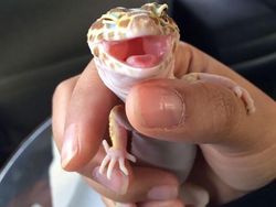 Lagi Sedih? Lihat Kumpulan Hewan Ini Jadi Ikutan Senyum