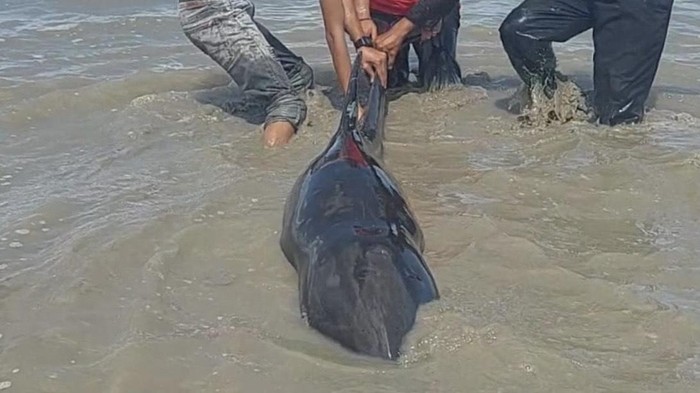 Lumba-lumba terdampar di Bangka Selatan.
