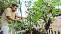 Kelompok Tani (Poktan) Sehati Rw 03 Cikini memanfaatkan lahan pinggir Kali Ciliwung untuk urban farming dengan menanam berbagai jenis sayuran, buah, dan tanaman obat.  
