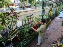 Manfaatkan Lahan Pinggir Kali untuk Urban Farming