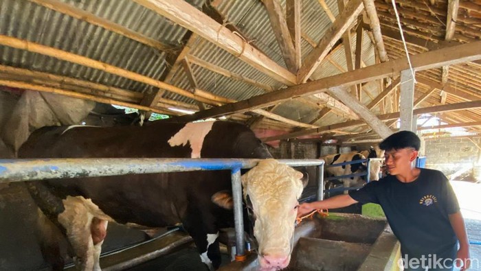 Pancasona, Sapi Peternak Cisarua yang Dibeli Presiden Jokowi