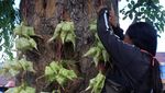 Penjual Kulit Ketupat Musiman Marak Jelang Idul Adha