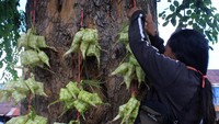 Seorang pedagang menggantung bungkus ketupat untuk dijual di Pontianak, Kalimantan Barat, Sabtu (15/6/2024).
