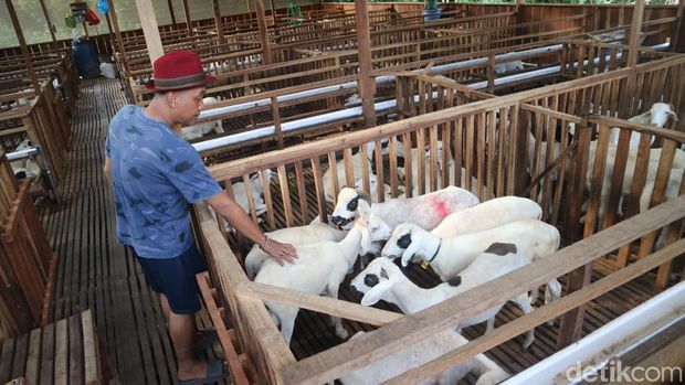 Peternak asal Desa Prawoto Kecamatan Sukolilo, Kabupaten Pati, Sabtu (15/6/2024).