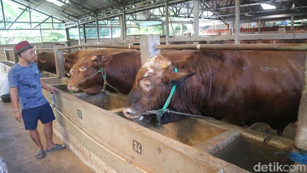 Peternak asal Desa Prawoto Kecamatan Sukolilo, Kabupaten Pati, Sabtu (15/6/2024).