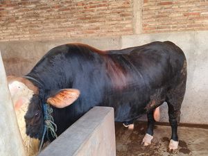 Jokowi Borong Sapi Simental dari Peternak di Karanganyar
