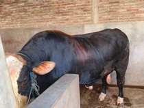 Jokowi Borong Sapi Simental dari Peternak di Karanganyar