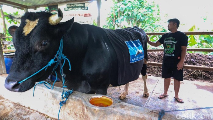 Sapi kurban yang dibeli SBY dari Ponorogo