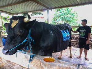 Perawakan Sapi Kurban Werkudara-Antasena Milik SBY, Beratnya Capai 1 Ton