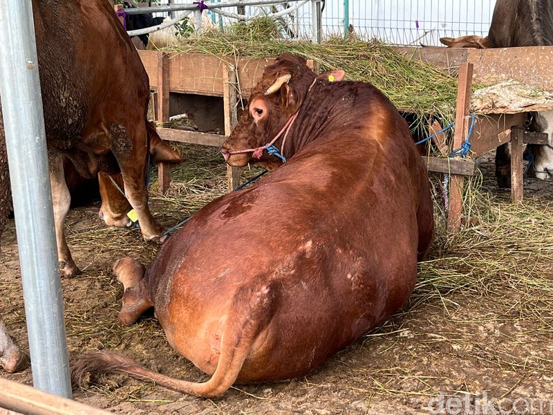 Sapi milik Gibran Rakabuming, beratnya 600 kg, akan dikurbankan di Masjid Al Azhar, Jaksel. (Anggi Muliawati/detikcom)
