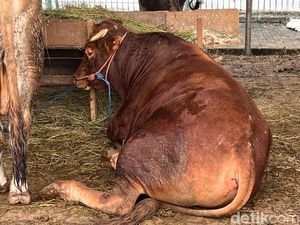 Ini Dia Sapi Kurban 600 Kg dari Gibran Rakabuming di Masjid Al-Azhar!