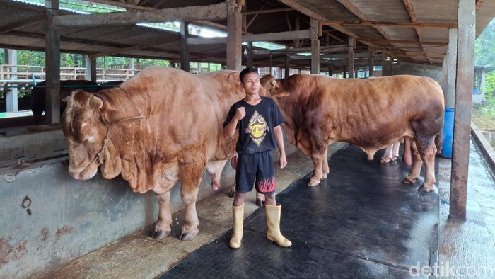 Sapi milik petani Wonogiri yang dibeli Presiden Jokowi, Sabtu (15/6/2024).