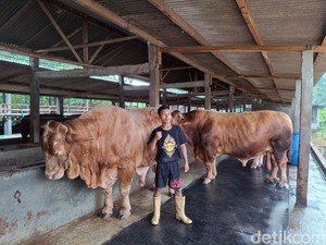Presiden Jokowi Beli 3 Sapi Kurban dari Peternak Wonogiri, Segini Bobotnya