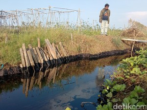 Sungai di Indramayu Tiba-tiba Menghitam, Ini Penyebabnya