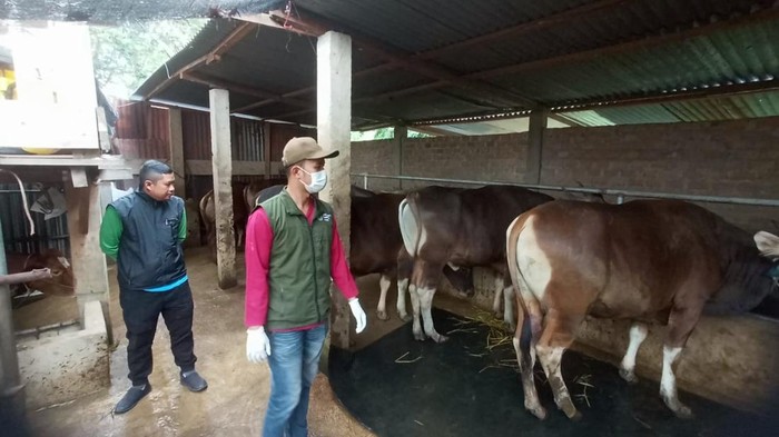 Dinas pertanian Lubuklinggau saat mengecek kesehatan hewan kurban.