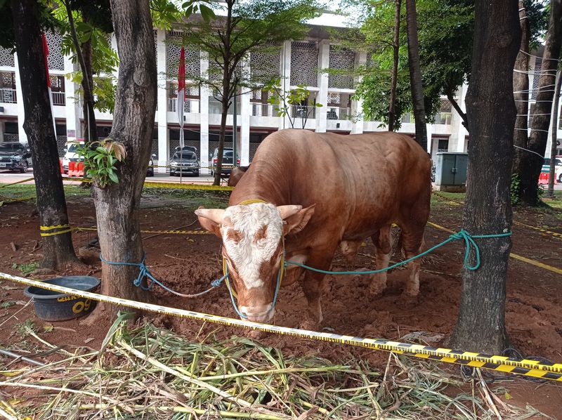 Jokowi sumbang sapi limosin 1,3 ton ke Masjid Istiqlal