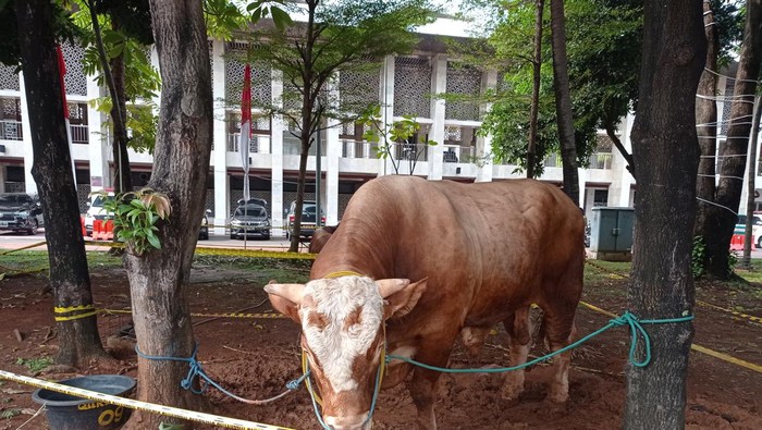 Jokowi sumbang sapi limosin 1,3 ton ke Masjid Istiqlal