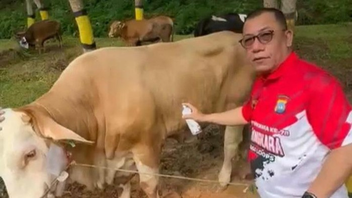 Kapolda Kepri Irjen Yan Fitri Halimansyah mengecek sapi kurban. (Istimewa)