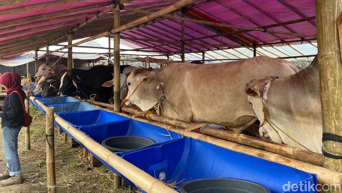 Lokasi penjual hewan kurban di Bandung.