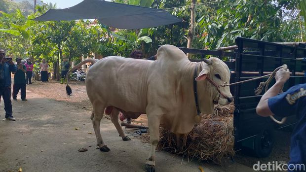 Mobil pengangkut sapi kurban Jokowi tiba di pengunungan Menoreh, Kulon Progo, Minggu (16/6/2024).