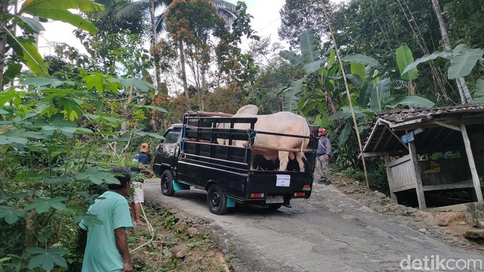 Mobil pengangkut sapi kurban Jokowi tiba di pengunungan Menoreh, Kulon Progo, Minggu (16/6/2024).