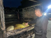 Polisi Tangkap 5 Ninja Sawit di PTPN IV Labusel, 2 Pelaku Ditembak