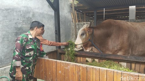Penampakan sapi kurban Jokowi di Lombok Tengah, NTB, Minggu (16/6/2024).