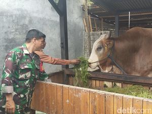 Penampakan Sapi Kurban Jokowi di Lombok Tengah, Bobot 1 Ton