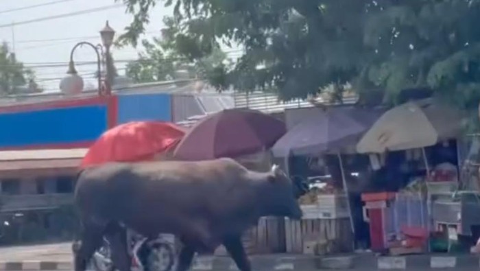 Penampakan sapi kurban lepas di Jalan Demang Lebar Daun Palembang