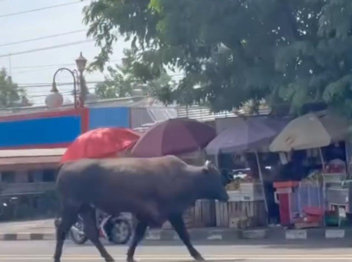 Penampakan sapi kurban lepas di Jalan Demang Lebar Daun Palembang