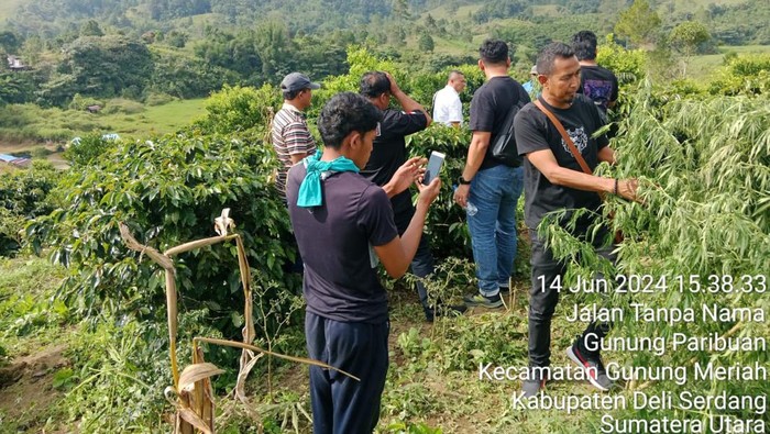Polisi menemukan tanaman ganja di ladang milik warga di Simalungun