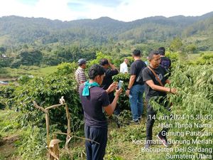 Polisi Temukan Ladang Ganja di Simalungun, Ibu-Anak Diamankan