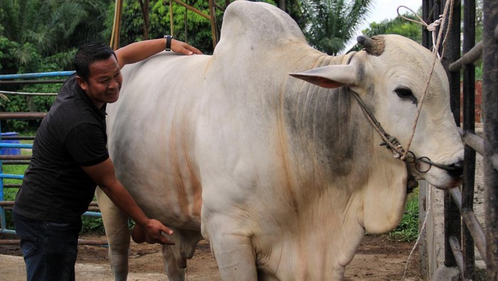 Pemilik ternak menunjukkan sapi yang dibeli Presiden Joko Widodo di Kelurahan Paya Roba, Binjai Barat, Kota Binjai, Sumatera Utara, Sabtu (15/6/2024). Sapi kurban dengan bobot 860 kilogram tersebut dibeli Presiden Joko Widodo dengan harga Rp90 juta untuk disembelih pada Idul Adha 1445 Hijriah.ANTARA FOTO/Yudi Manar/aww.