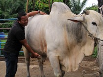 Potret Sapi Kurban Presiden Jokowi di Binjai, Harganya Rp 90 Juta