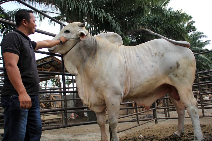 Pemilik ternak menunjukkan sapi yang dibeli Presiden Joko Widodo di Kelurahan Paya Roba, Binjai Barat, Kota Binjai, Sumatera Utara, Sabtu (15/6/2024). Sapi kurban dengan bobot 860 kilogram tersebut dibeli Presiden Joko Widodo dengan harga Rp90 juta untuk disembelih pada Idul Adha 1445 Hijriah.ANTARA FOTO/Yudi Manar/aww.