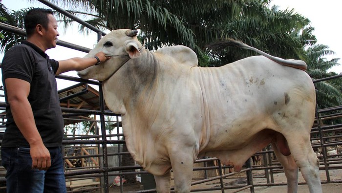 Pemilik ternak menunjukkan sapi yang dibeli Presiden Joko Widodo di Kelurahan Paya Roba, Binjai Barat, Kota Binjai, Sumatera Utara, Sabtu (15/6/2024). Sapi kurban dengan bobot 860 kilogram tersebut dibeli Presiden Joko Widodo dengan harga Rp90 juta untuk disembelih pada Idul Adha 1445 Hijriah.ANTARA FOTO/Yudi Manar/aww.