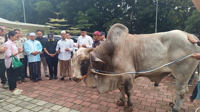 Prabowo Berbagi Sukacita Idul Adha dengan Warga Babakan Madang Bogor, Bagikan Ratusan Sapi untuk Kurban