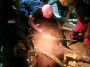 Sapi Kurban Berontak-Tercebur Kolam Saat Diturunkan dari Mobil di Sleman