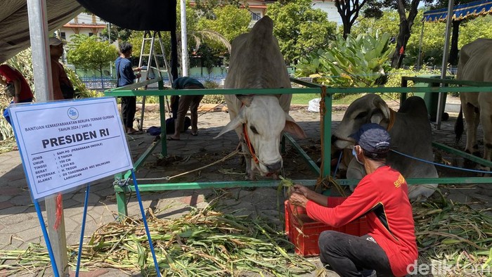 Sapi 1 ton kurban Presiden Jokowi di Masjid Al Akbar Surabaya.