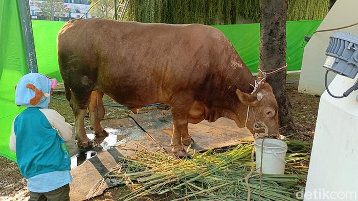 Sapi jenis limusin milik Presiden Jokowi di Masjid Baiturrahman Semarang yang akan dikurbankan, Minggu (16/6/2024).