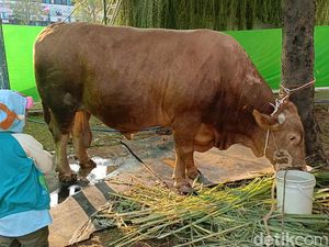 Melihat Sapi Jumbo 1,25 Ton, Kurban Jokowi yang Akan Disembelih di Semarang