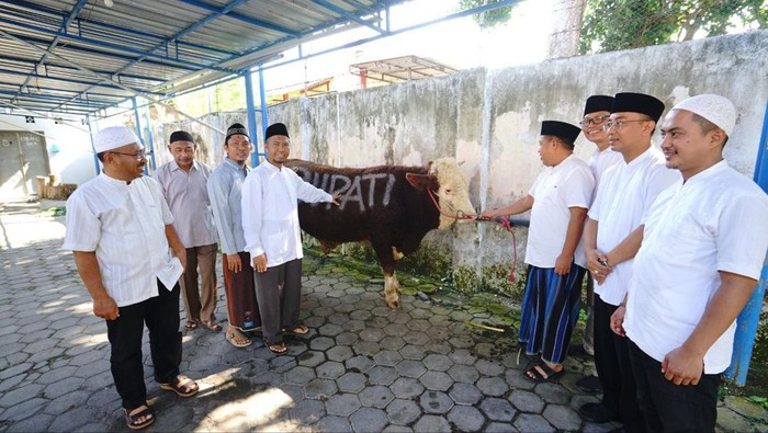 Sapi kurban Bupati Banyuwangi Ipuk Fiestiandani.