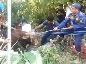 Sapi Kurban di Gresik Ngamuk, Lepas dari Ikatan Lalu Loncat ke Parit