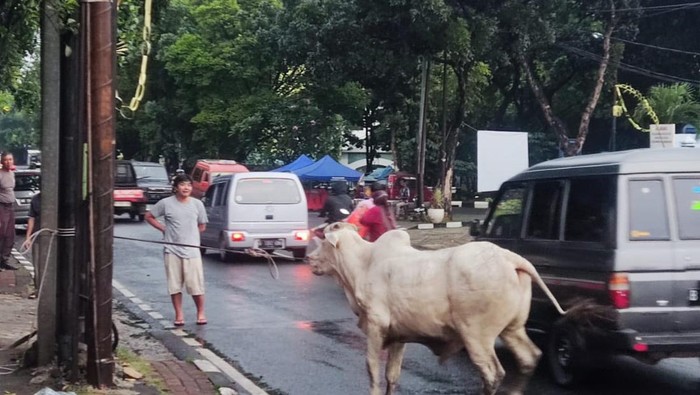 Kejadian Sapi Kabur Saat Idul Adha: Dari Rumah yang Terobos hingga Bikin Warga Tak Sadarkan Diri