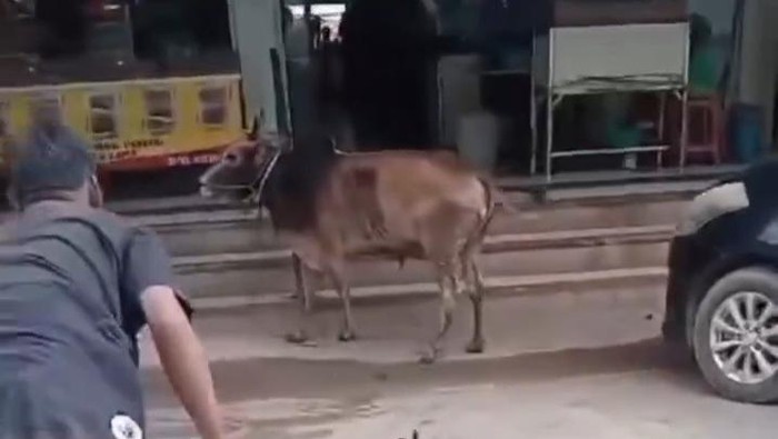 Sapi kurban lepas di Batam. (Istimewa)